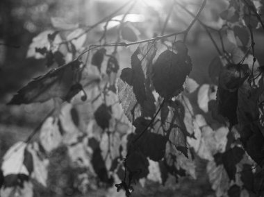 Huş ağacı yaprakları yaz bahçesinde