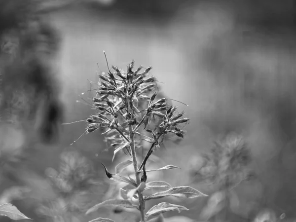 Herbe de fleur sauvage dans le jardin, macro — Photo