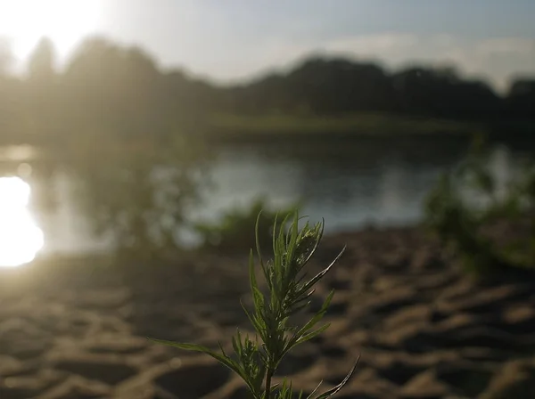 Дикая трава на фоне речного песка летом — стоковое фото