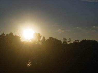 Yaz aylarında ağaçların üzerinde çok parlak güneş