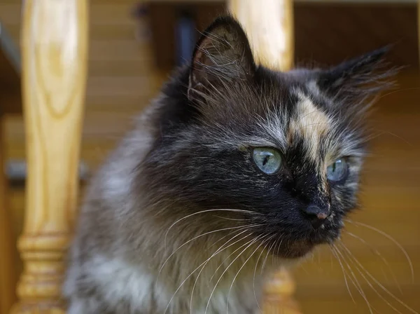 Katzenneva-Maskerade im Sommer auf dem Land — Stockfoto