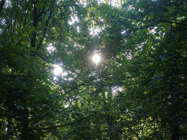 Solig Dag Parken Sommar Ryssland — Stockfoto