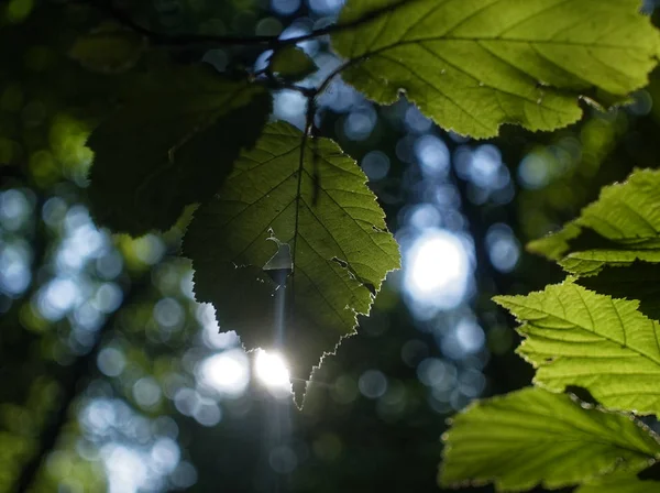 Solljus genom bladen av hazel i sommar — Stockfoto