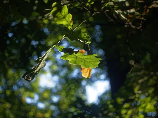 Los rayos del sol a través de las hojas de roble en el verano —  Fotos de Stock