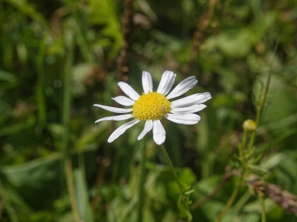 Chamomile flower in summer on green grass background — Stock Photo, Image