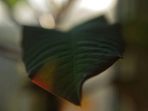 Listy rostlin schlumbergera makra — Stock fotografie