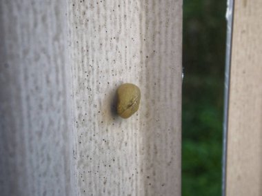 Yaz aylarında çite küçük salyangoz