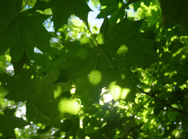 Sunlight przez maple leaf na drzewie — Zdjęcie stockowe