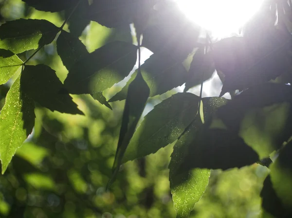 Sunlight through birch leaf in summer — Stock Photo, Image