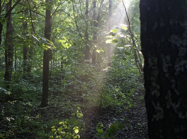 Rays of light in the Park in summer — Stock Photo, Image