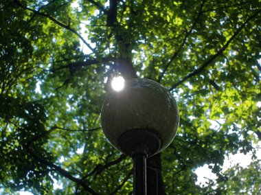 meşe yaprakları yaz, Rusya ile güneş ışığı 