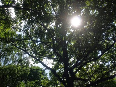 Yaz aylarında meşe yaprağı ile güneş ışığı