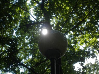 Yaz aylarında meşe yaprağı ile güneş ışığı