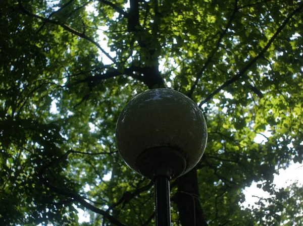 Sonnenlicht durch Eichenblätter im Sommer — Stockfoto