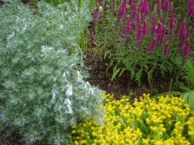 Çiçeklik bahçede farklı parlak renkler