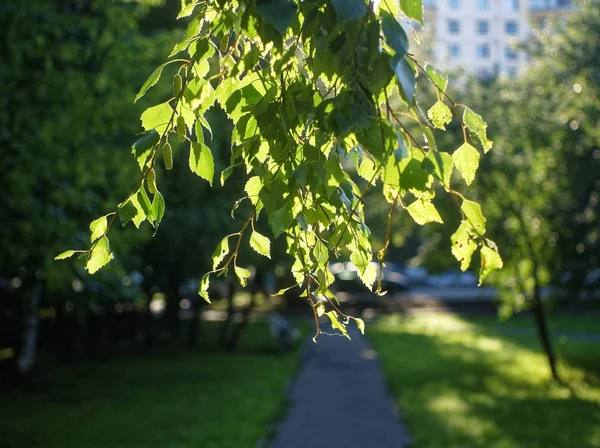 La lumière du soleil à travers les feuilles de bouleau pendant l'été — Photo