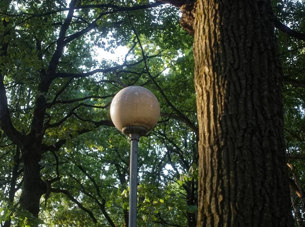 Straat lamp in het Park tegen een boom in de zomer — Stockfoto