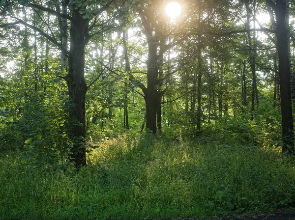 Schatten der Bäume im Park im Sommer — Stockfoto