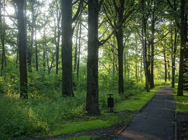 Shadow of trees in the Park in summer — Stock Photo, Image