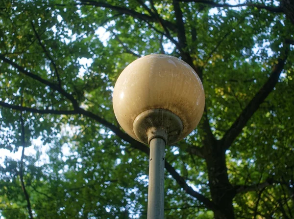 Yaz aylarında bir ağaç karşı parkta sokak lambası