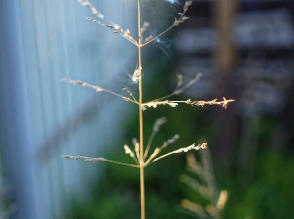 Grama selvagem contra a cerca no verão — Fotografia de Stock