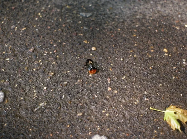 Yaz aylarında kaldırımda oturan bumblebee — Stok fotoğraf