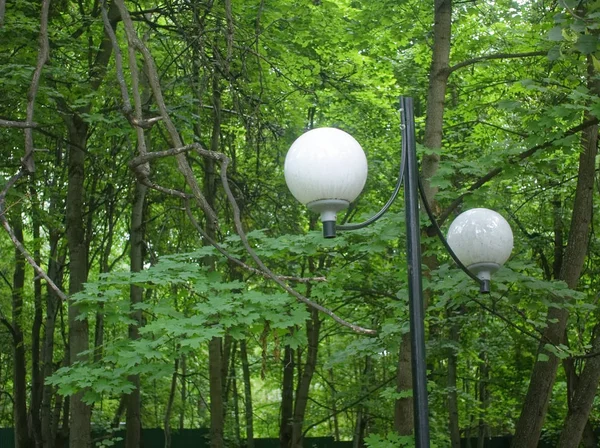 Lampione nel parco contro un albero in estate — Foto Stock