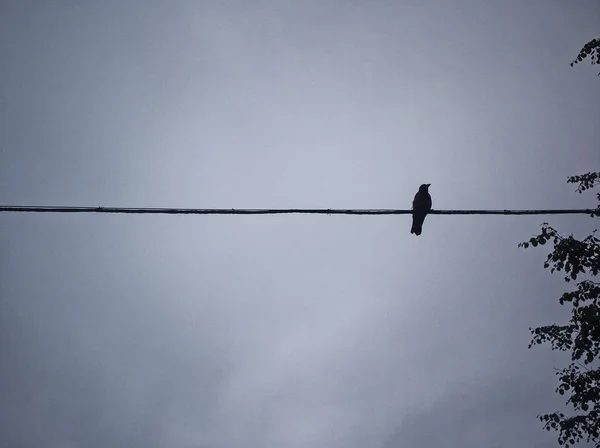 Pássaro sentado em um fio contra o céu nublado — Fotografia de Stock