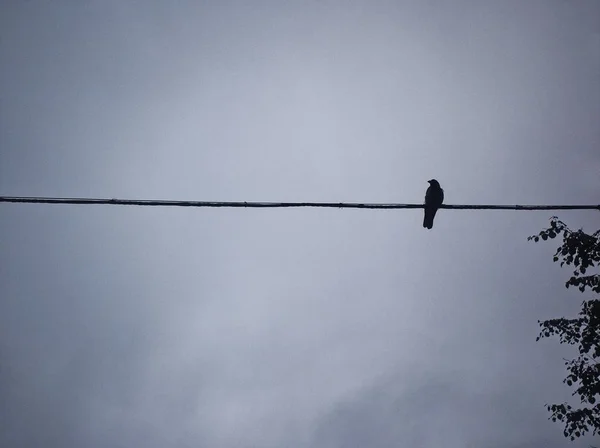 曇り空を背景の線の上に座って鳥 — ストック写真