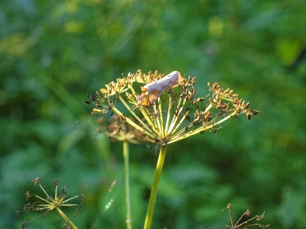 Panícula con semillas de hierba silvestre en el sol — Foto de Stock