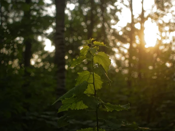 Солнечный свет на листьях грецкого ореха летом — стоковое фото