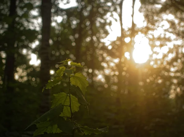 Солнечный свет на листьях грецкого ореха летом — стоковое фото