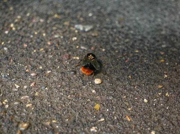 Bourdon assis sur le trottoir en été — Photo