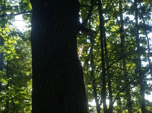 Solljus genom oaken lämnar i sommar — Stockfoto