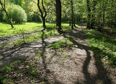 Gölgeler parlak bahar gününde ormandaki ağaçlar