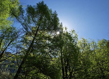 güneş ışığı ve bitki örtüsü bahar aracılığıyla