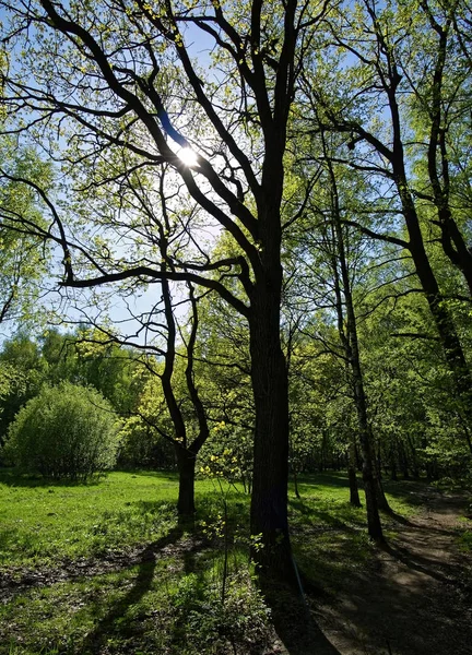 在明亮的春日森林里的树影 — 图库照片