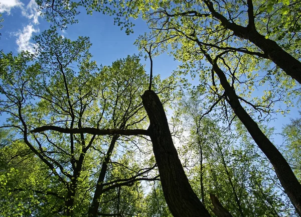 Torra träd mot den blå himlen under våren — Stockfoto