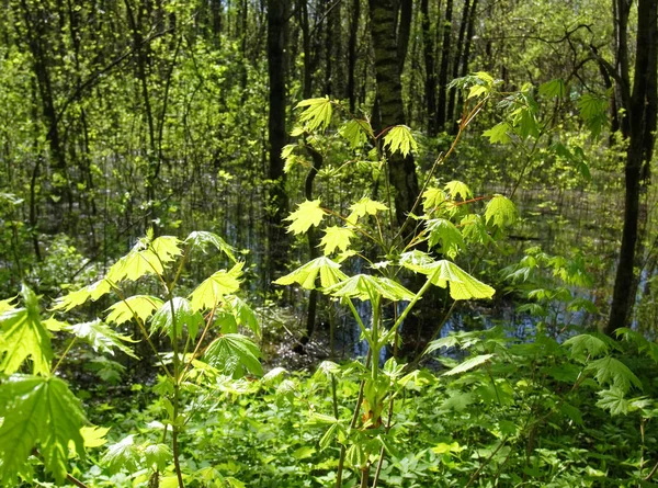 Le foglie del giovane acero nel bosco in primavera — Foto Stock