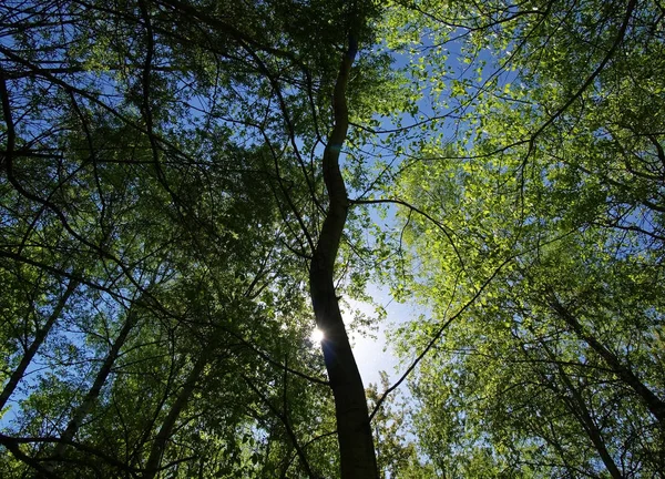 Solljus genom bladverk på våren — Stockfoto