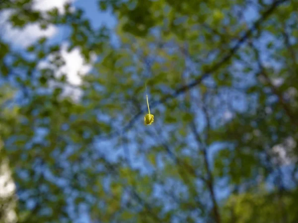 Little yellow flower in the web in summer — Stock Photo, Image