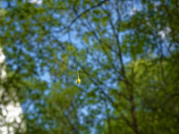 Kleine gelbe Blume im Netz im Sommer — Stockfoto