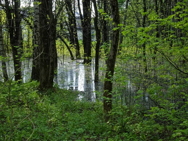 Затоплена Частину Лісу Навесні Москва — стокове фото