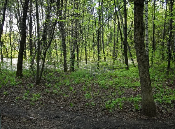 Überfluteter Teil Des Waldes Frühling Moskau — Stockfoto