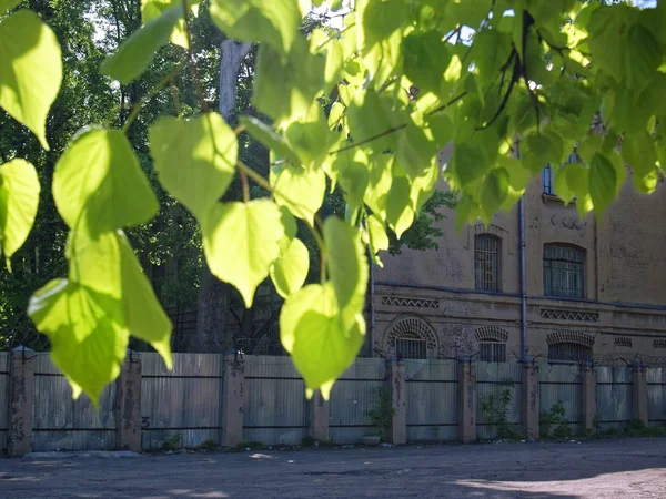 Altes Haus steht im Sommer hinter Birke — Stockfoto