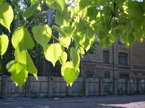 Старый дом стоит за березой летом — стоковое фото