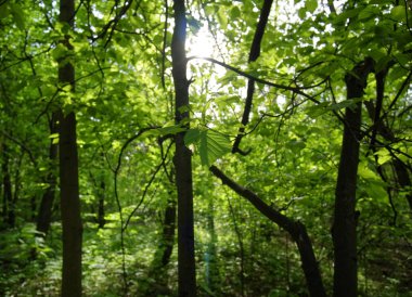 bahar, Moskova ormandaki Ağaçların gölgeleri