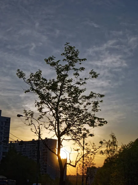Дерево на заході сонця навесні в місті — стокове фото