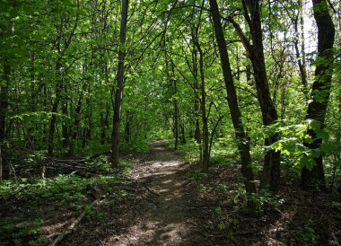 bahar ormanda ağaçların gölgeleri