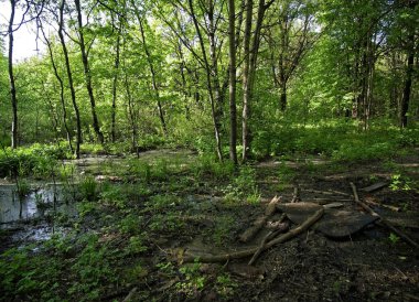 bahar, Moskova ormanda sular altında parçası